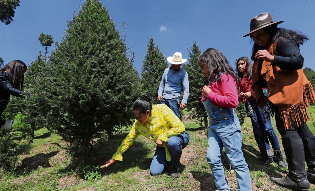 Autoridades invitaron a la ciudadanía a adquirir árboles de Navidad sembrados por productores nacionales. Foto: Jorge Alvarado | El Universal