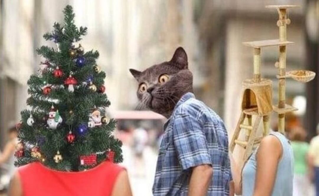 Foto: tomada de Twitter. @TuitsMeme