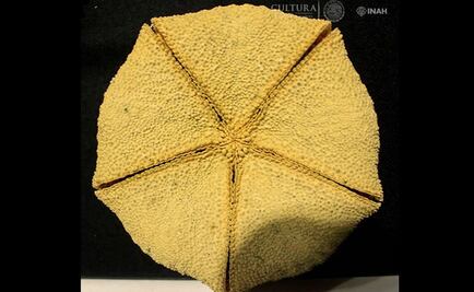 Six starfish species identified in Templo Mayor offerings