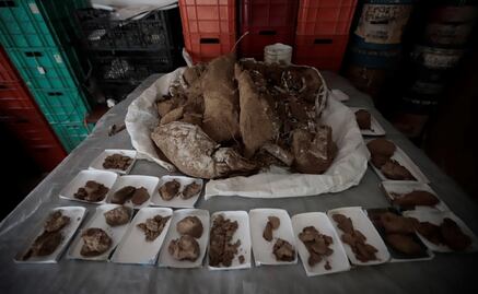 Mexican archeologists find mammoth fossils in Jalisco