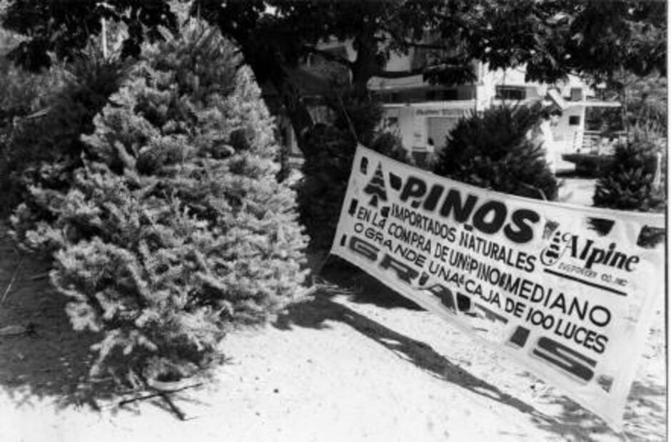 El árbol pagano que conquistó la Navidad