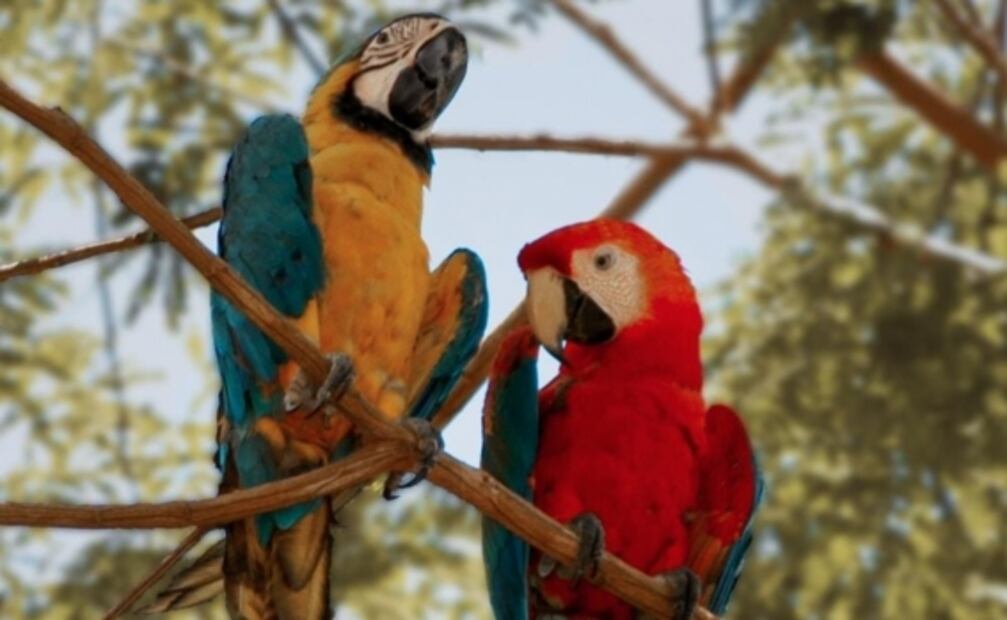 7 datos increíbles sobre el Amazonas, contados por un local