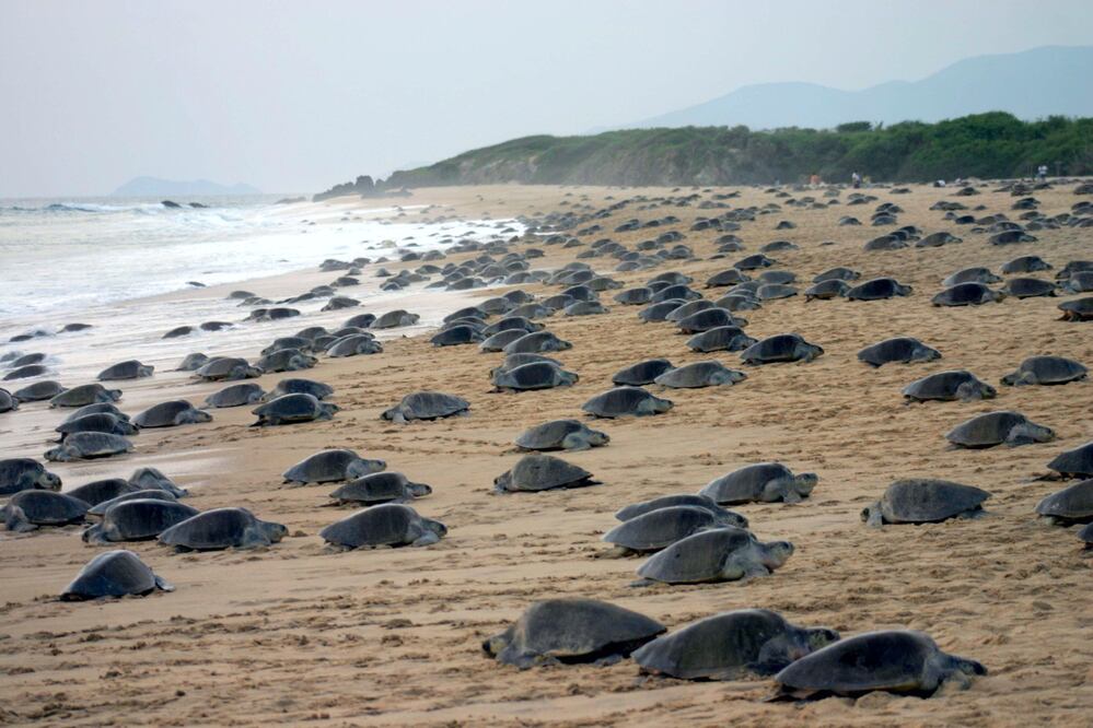 Hay campamentos tortugueros donde aceptan voluntarios. (Foto:Archivo El Universal)