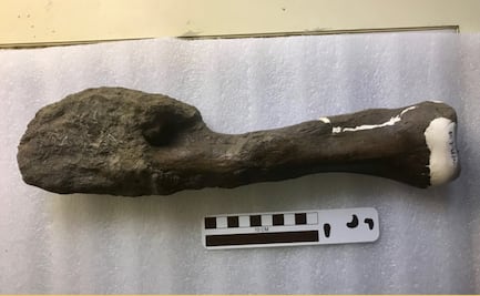 Los dinosaurios también padecieron cáncer de huesos