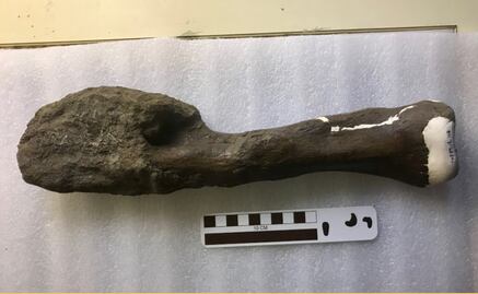 Los dinosaurios también padecieron cáncer de huesos