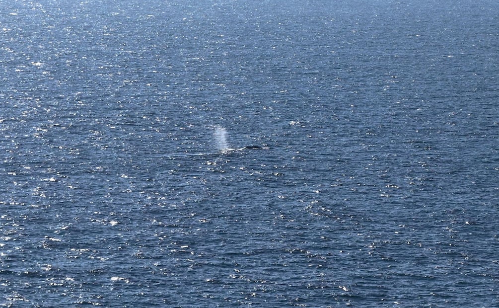 Imágenes tomadas con un dron mostraron a una ballena nadando y expulsando agua cerca de la barcaza. Foto: AFP