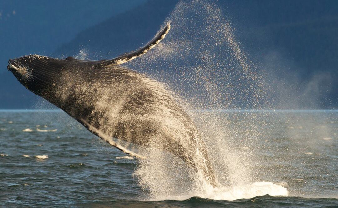A humpback whale breaching - Photo: Michael Penn/AP