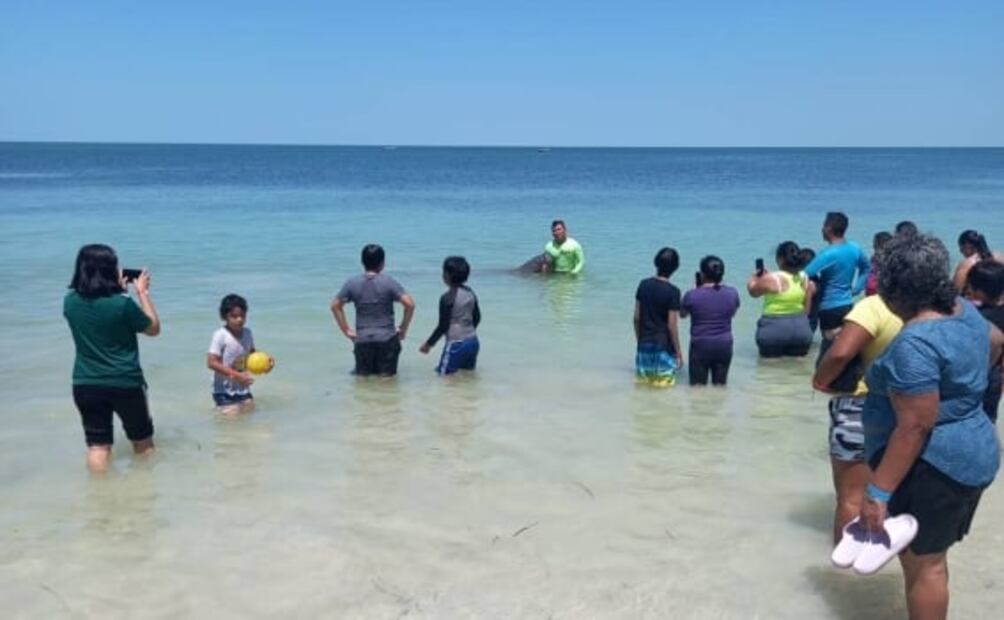 Enorme manatí sorprende a bañistas en Campeche