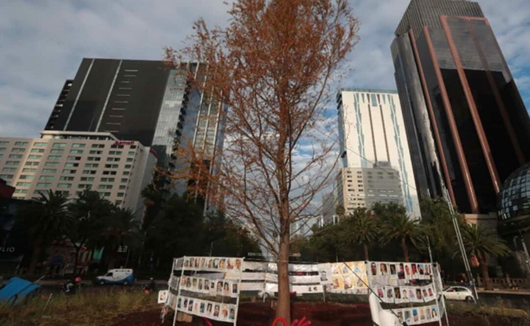 La Sedema señaló que el árbol se encuentra en un periodo de adaptación. Foto: Archivo