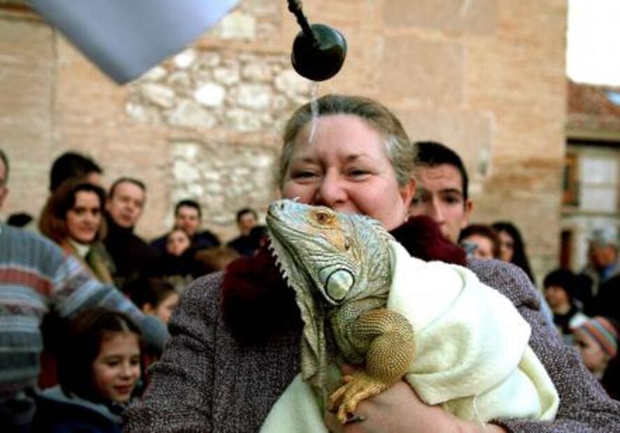 Antonio Abad, el santo que curó la ceguera de animales