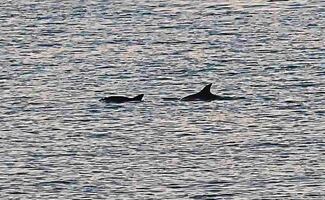 Alistan reapertura de pesca y uso de redes de enmalle en Alto Golfo de California; modifican polígonos de protección de vaquita marina