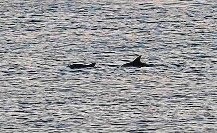 Alistan reapertura de pesca y uso de redes de enmalle en Alto Golfo de California; modifican polígonos de protección de vaquita marina