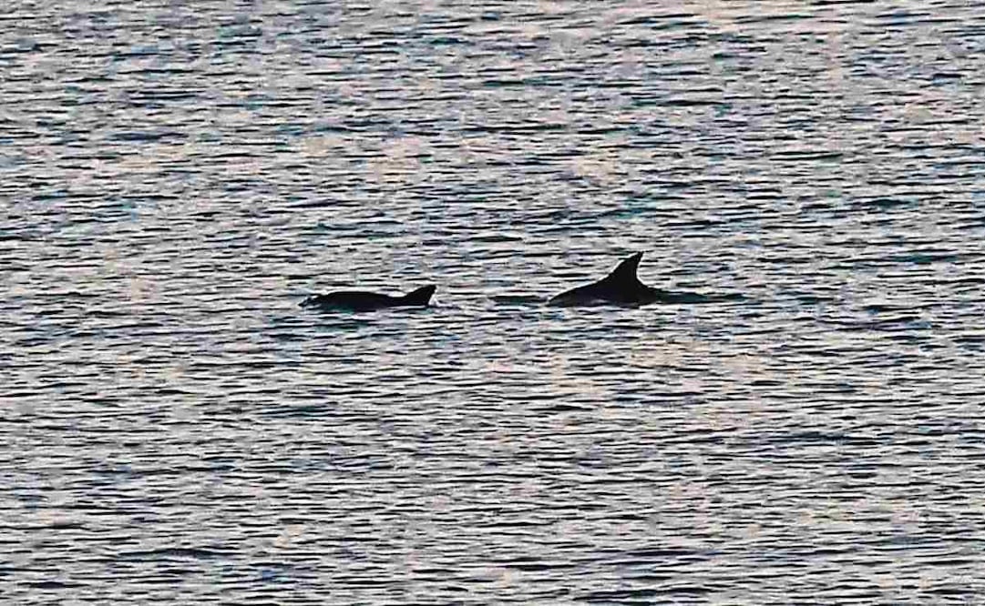 Vaquita marina. Foto: Berenice Fregoso / EL UNIVERSAL