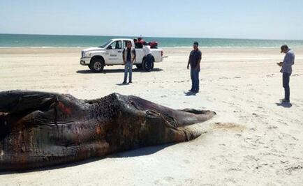 Profepa atiende varamiento de ballena muerta en Sonora