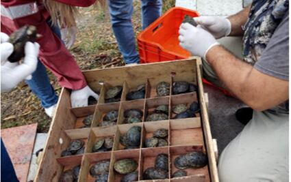 Aseguran más de 15 mil tortugas en el AICM; serían enviadas ilegalmente a China