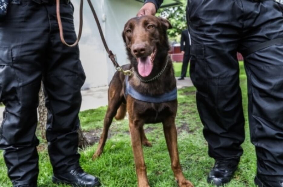 Thor, the cutest bomb dog in Mexico’s Lower Chamber