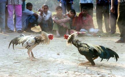 Ejército busca prohibir peleas de gallos, palenques y carreras de caballos en Guanajuato, Michoacán y Querétaro