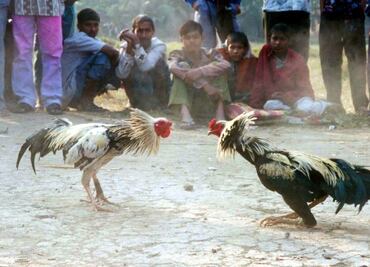 Ejército busca prohibir peleas de gallos, palenques y carreras de caballos en Guanajuato, Michoacán y Querétaro