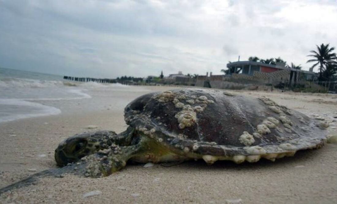 Foto: Lorenzo Hernández Pérez