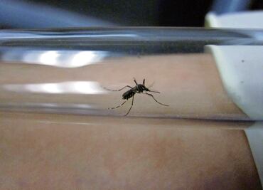 México acumula 23 mil 856 casos confirmados de dengue y 49 defunciones: Salud