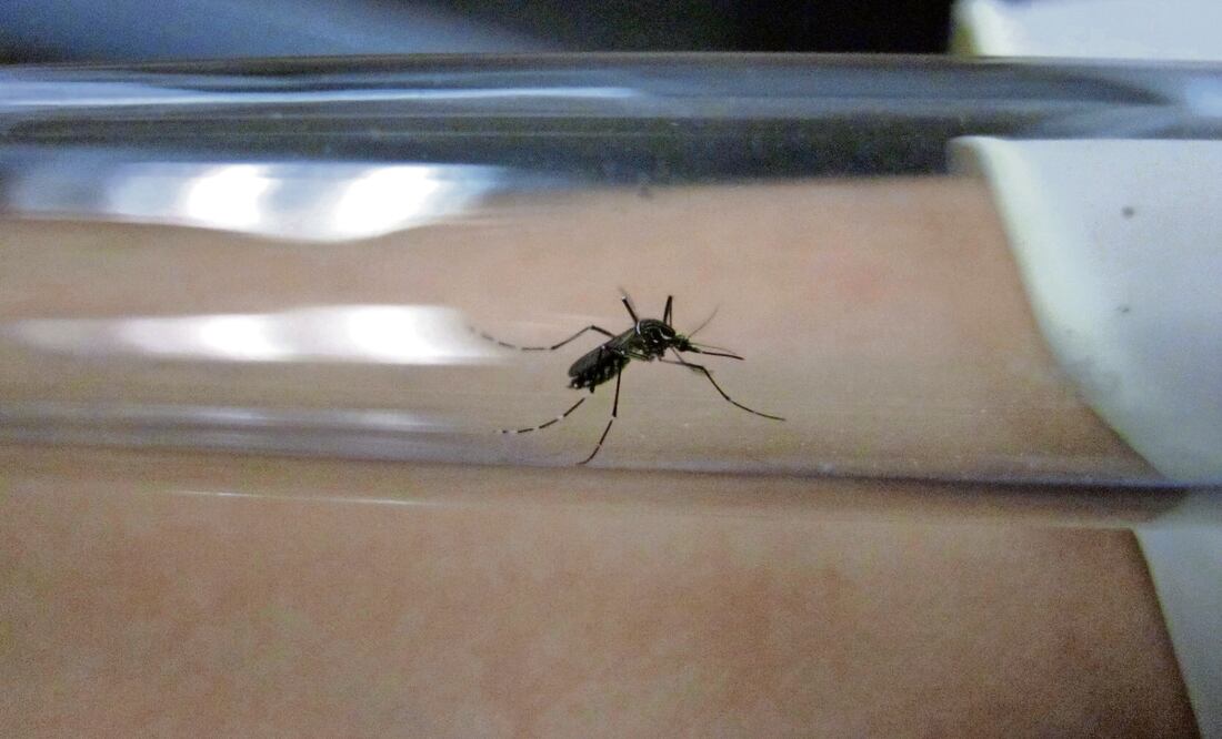 Casos de dengue en México