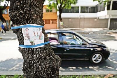 Árboles talados por L7 en Reforma serán restituidos 4 a 1