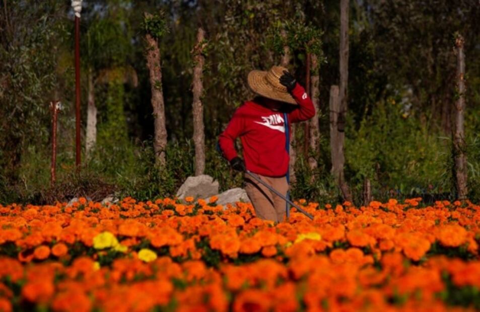 Cempasúchil llena de vida a Xochimilco