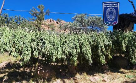 Aseguran plantíos de marihuana y campamentos del crimen organizado en Chihuahua 