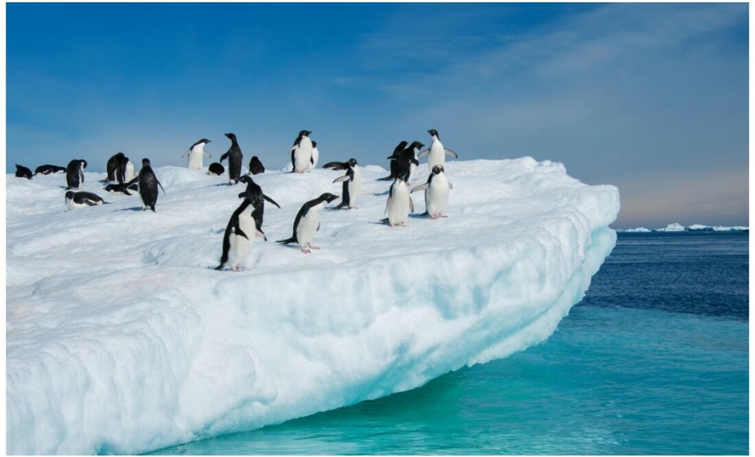 Para los científicos, este hallazgo refleja una importante dispersión del virus al norte de la península antártica, lo que supone una amenaza para la conservación de la fauna salvaje. (Foto: iStock)