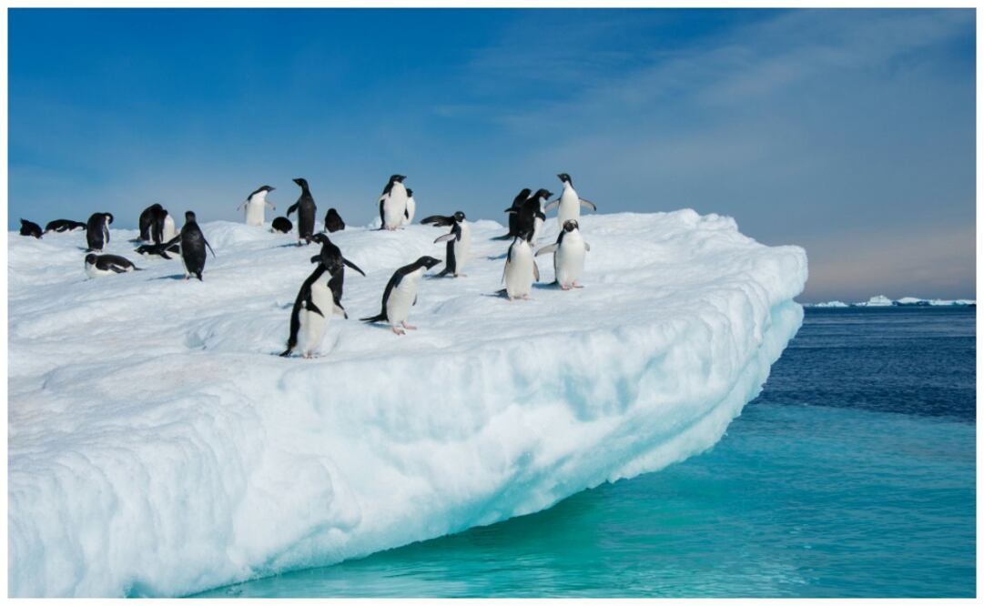 Para los científicos, este hallazgo refleja una importante dispersión del virus al norte de la península antártica, lo que supone una amenaza para la conservación de la fauna salvaje. (Foto: iStock)