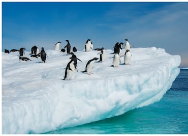 La gripe aviar se expande por la Antártida más de lo esperado, alertan científicos