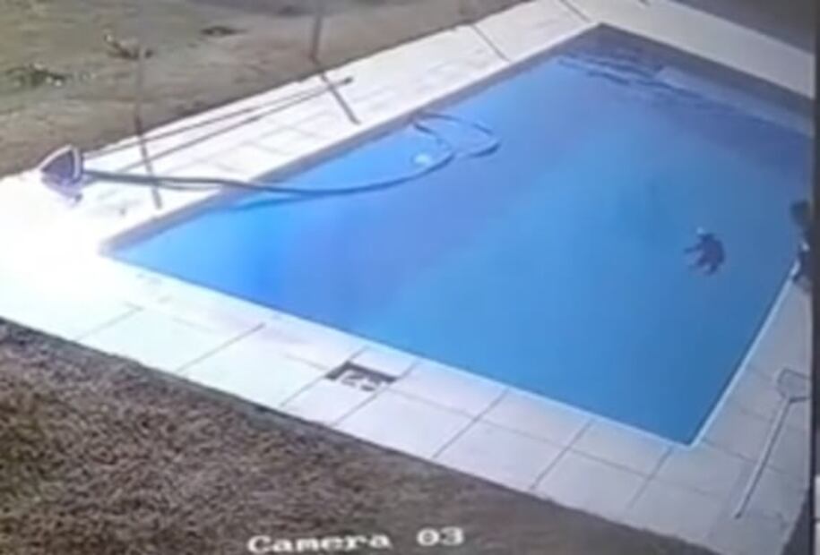 TikTok: niño de 5 años salva a su perro de morir ahogado