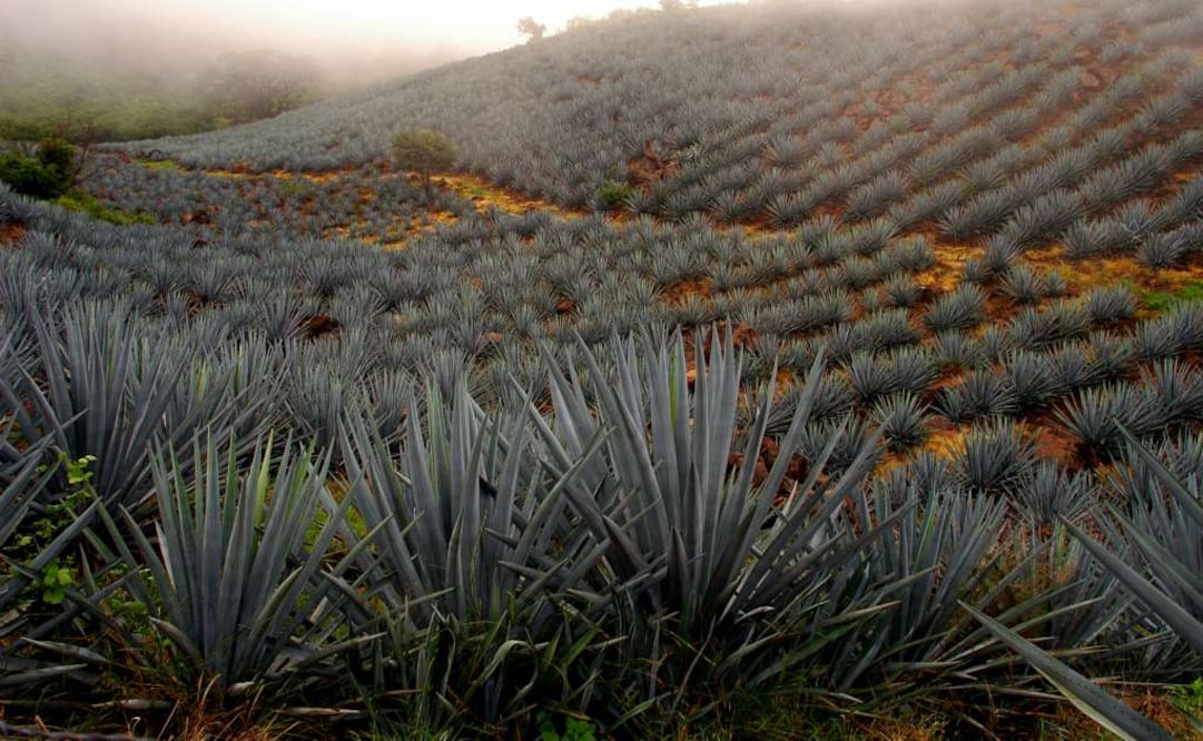 La Rojeña es la destilería más antigua de América (Foto: Cortesía Mundo Cuervo)