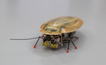 Cucaracha robot para hallar vida bajo escombros