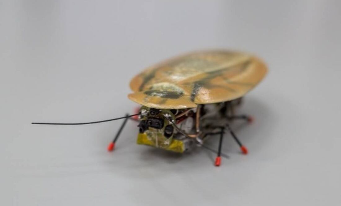 Se mueve como un insecto, casi igual de rápido, y es capaz de darse la vuelta. Foto: kantiana.ru