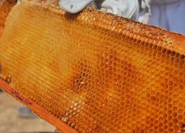 Miel de Jalisco, sabor y tradición mexicana