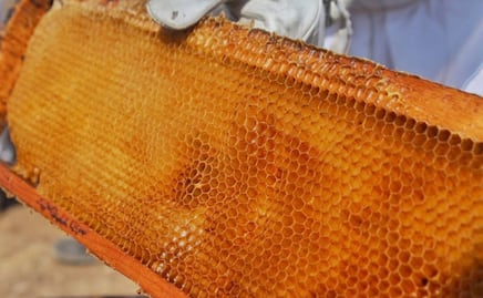 Miel de Jalisco, sabor y tradición mexicana