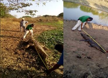 Hallan tres cocodrilos muertos por arma de fuego en Guerrero