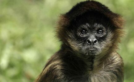 Chino realizará trasplantes de cabeza en monos