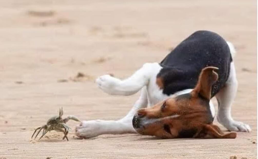 Fotos: Redes sociales