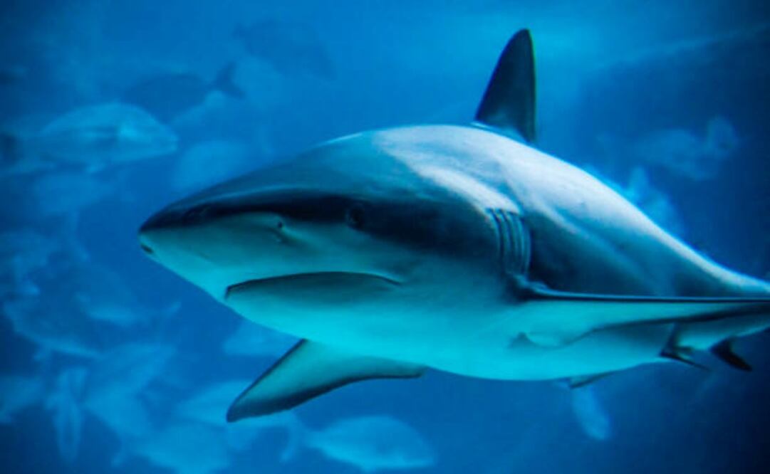 Los ataques de tiburón en Florida representan casi uno de cada tres casos en el mundo. Foto: iStock