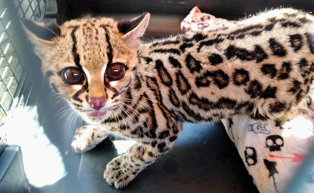 Rescatan a tigrillo hallado en una casa de Álvaro Obregón en CDMX (26/12/2025). Foto: Especial