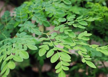 Conoce las propiedades de la moringa, el superfood de moda