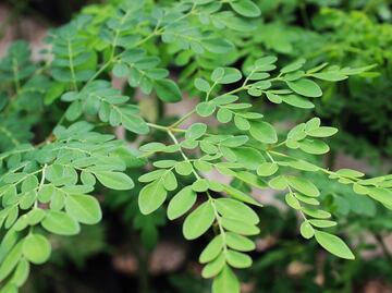 Conoce las propiedades de la moringa, el superfood de moda