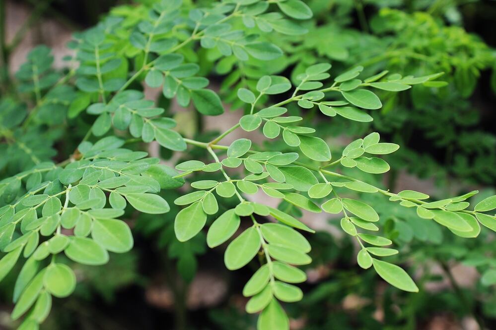 La moringa es originaria de Asia (Foto Flickr)
