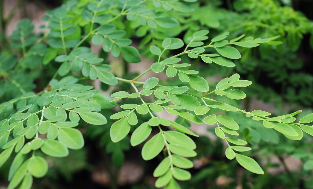 La moringa es originaria de Asia (Foto Flickr)