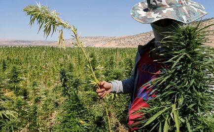Legalizing cannabis in Lebanon raises hopes of amnesty