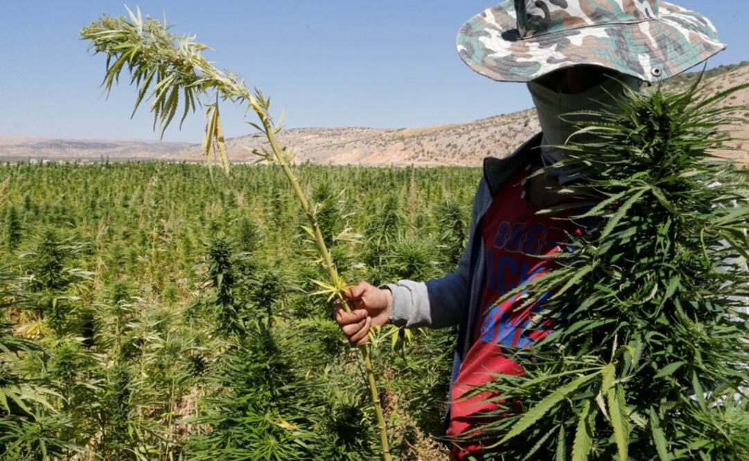 A farmer holds a green of cannabis plant in a field overlooking a lake in Yammouneh in West of Baalbek, Lebanon - Photo: Mohamed Azakir/REUTERS