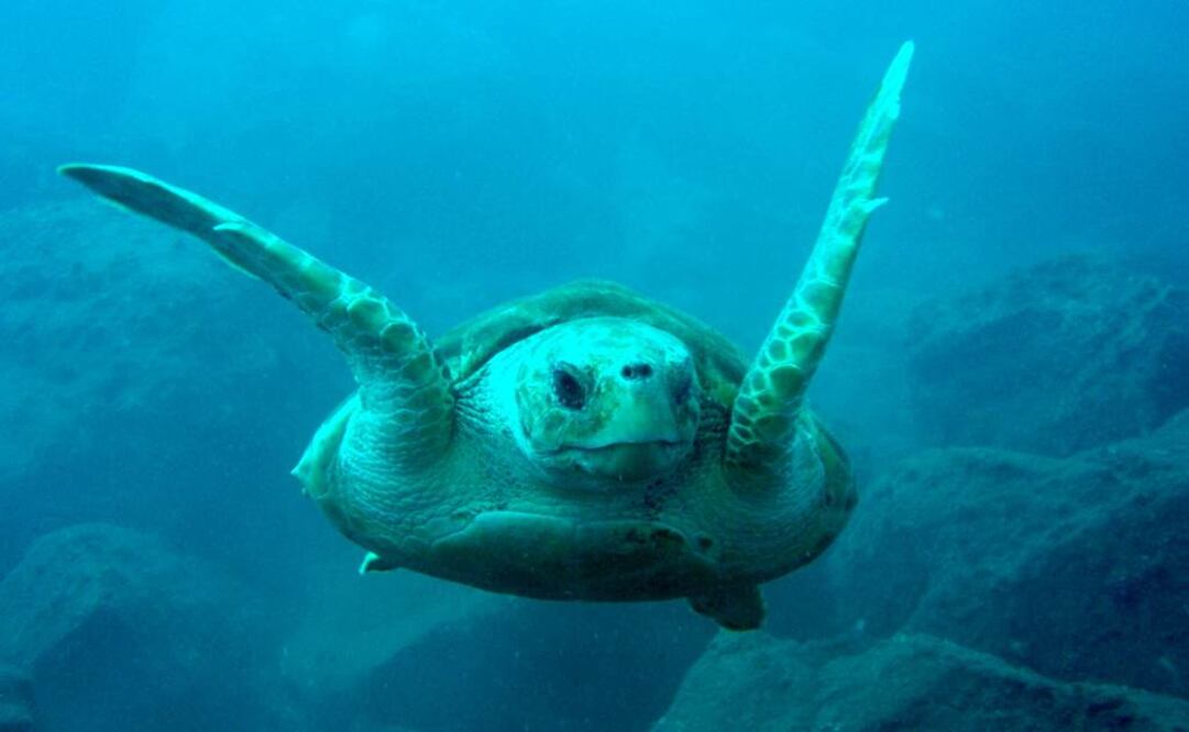 Científicos consideraron que aún hay tiempo para prevenir la extinción de las especies. Foto: Archivo