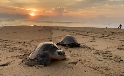 Tortuga golfina, bajo el cuidado de comuneros